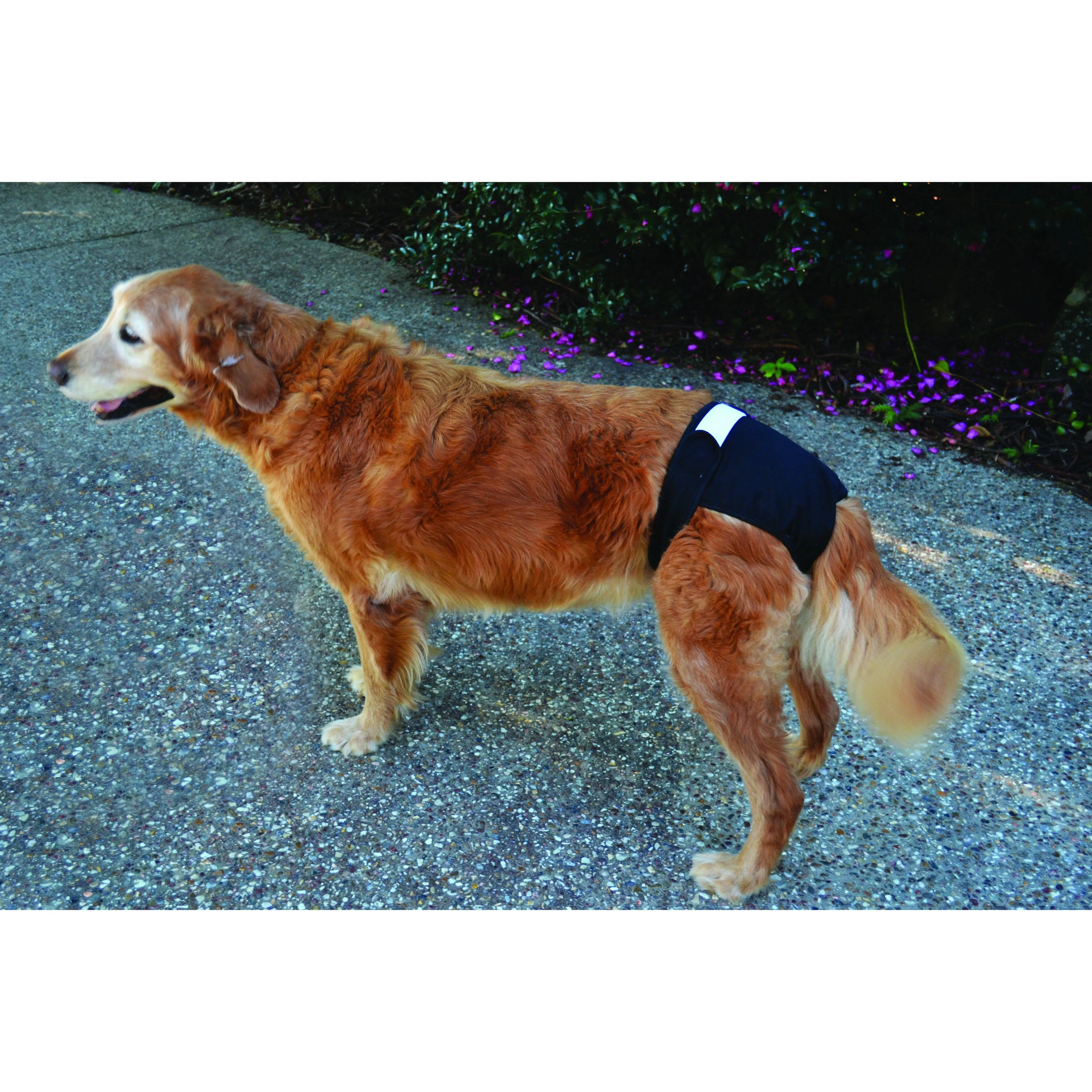 ZeeZ Washable Dog Diaper Extra Small